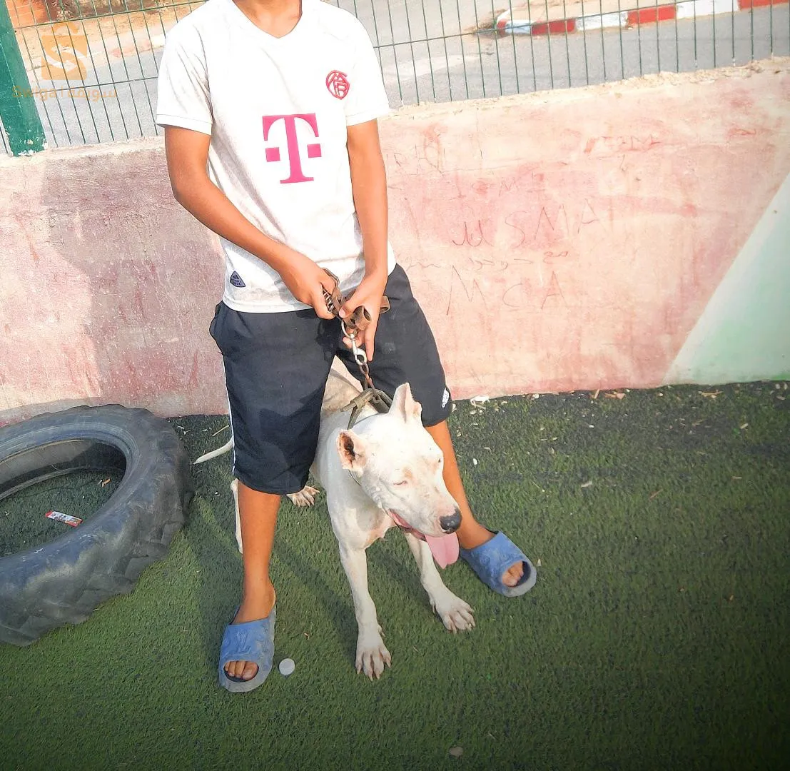 dog arjontin