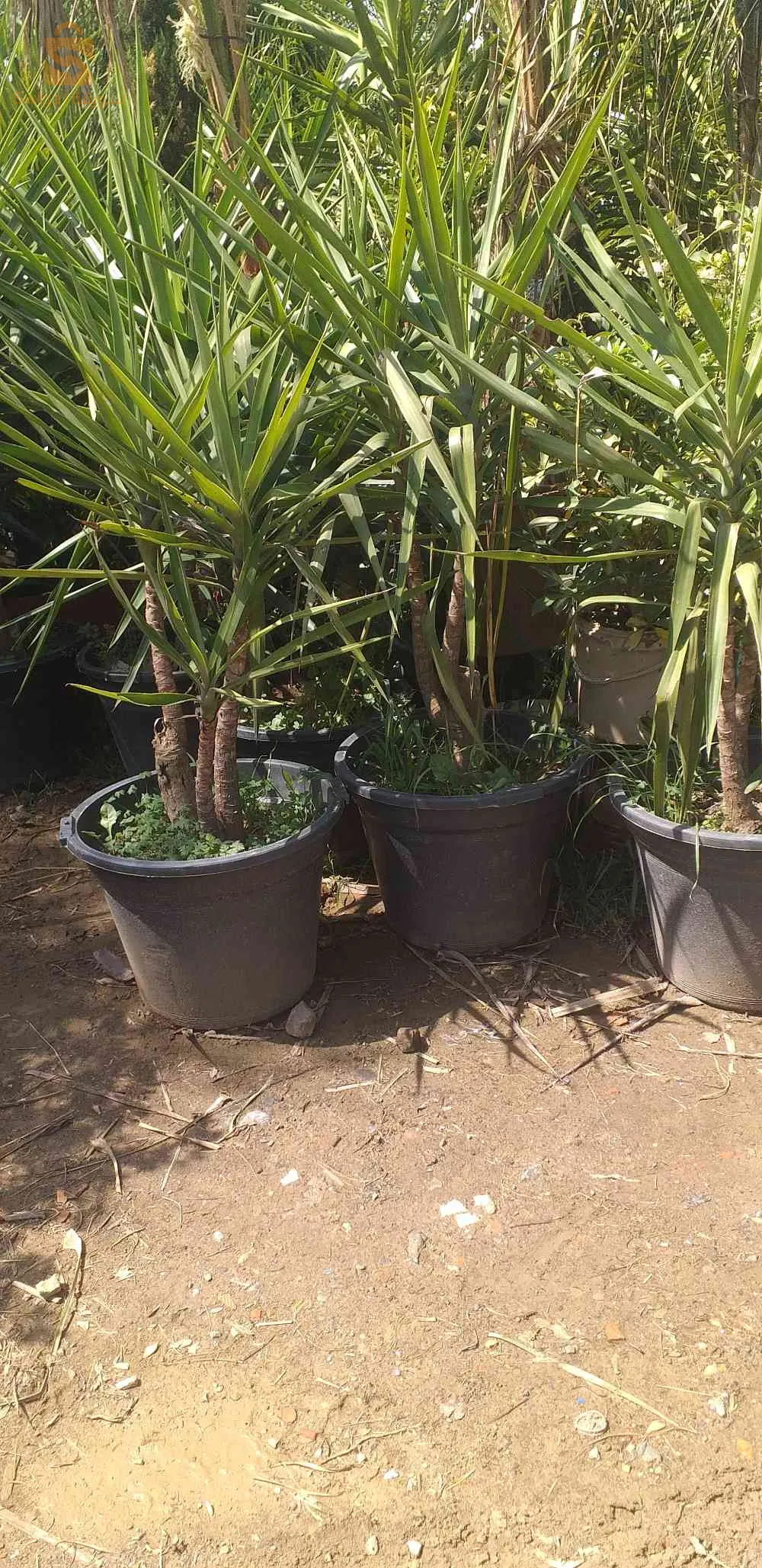 تزيين الحدائق