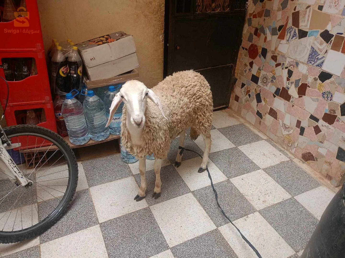 كاين خوتهم لي خصه
