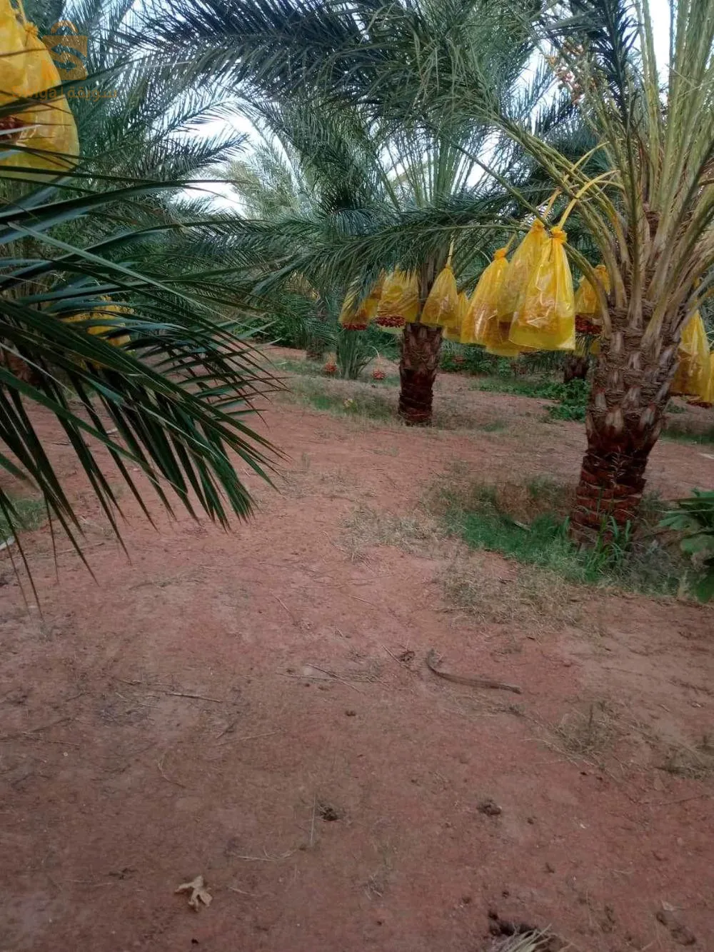 ام الجياف ولاية اولاد جلال