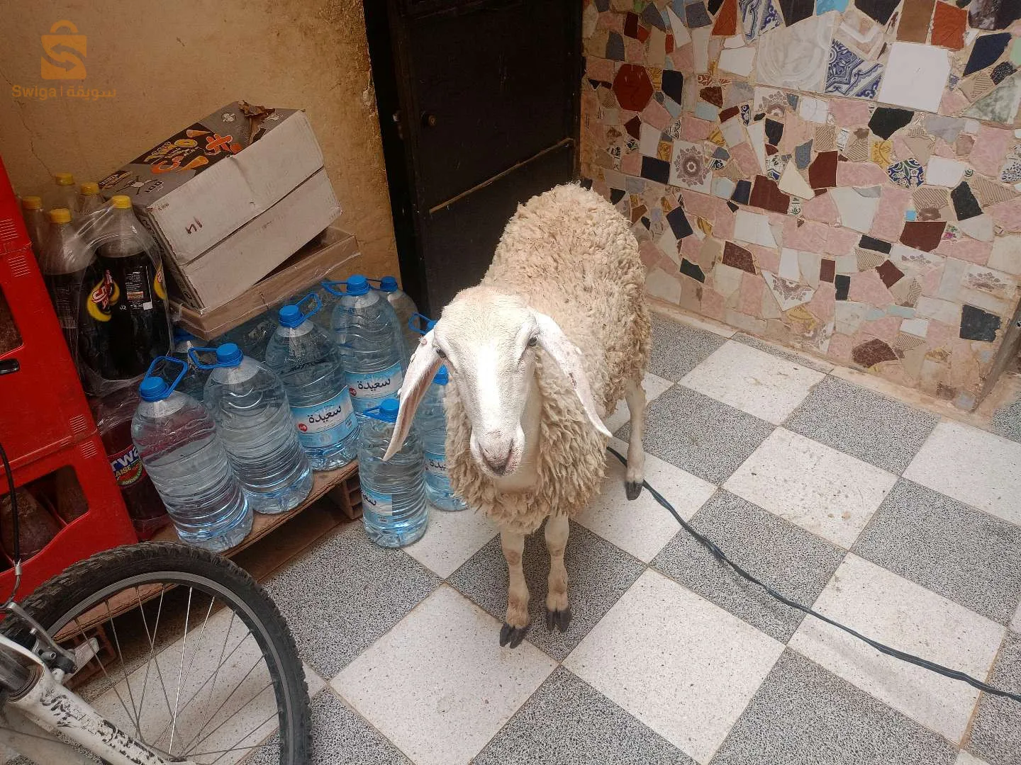 كاين خوتهم لي خصه