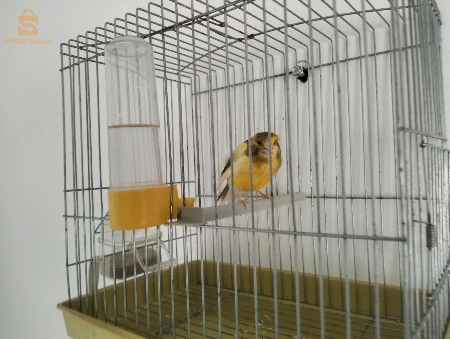 كناري يغرد حسون للبيع