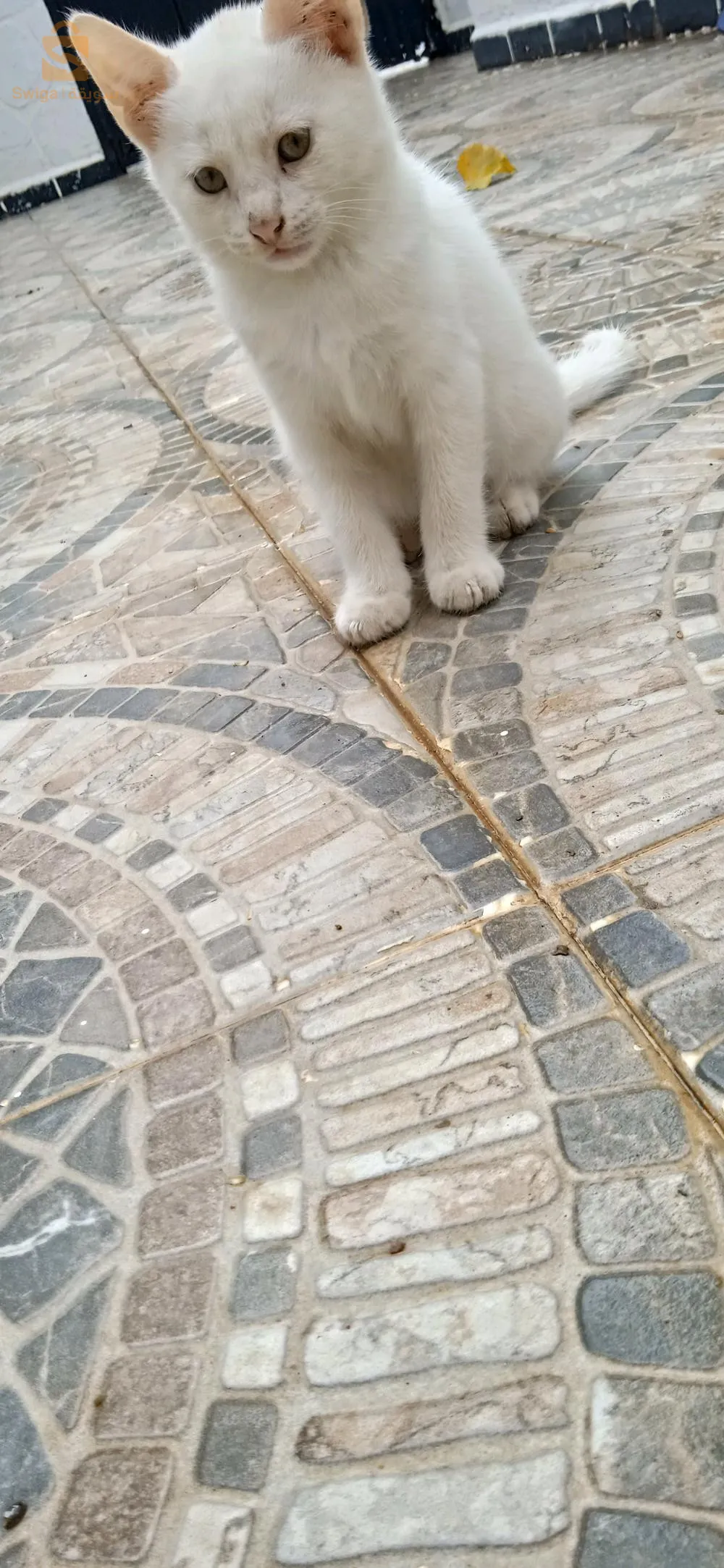 قطة أونڨورا