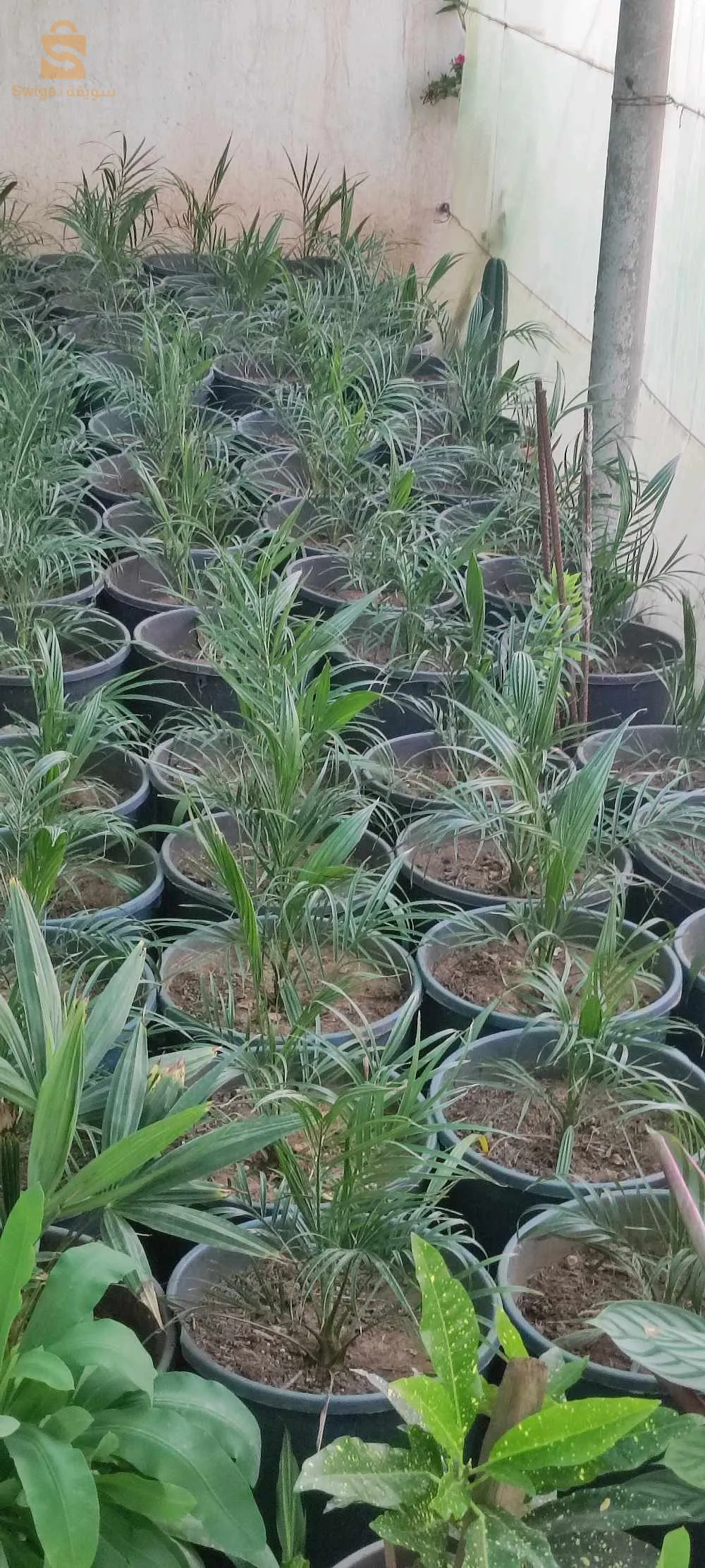 نخيل الروبيليني