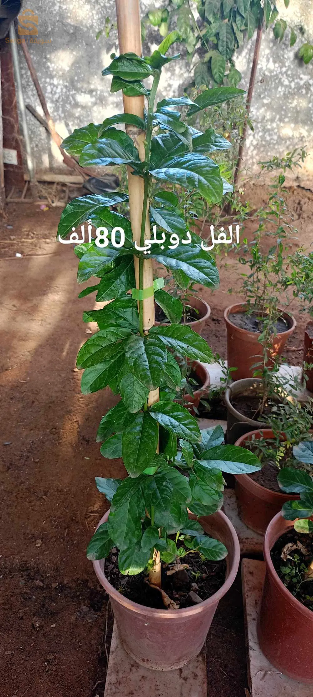 متوفر شتلات ؤاشجار