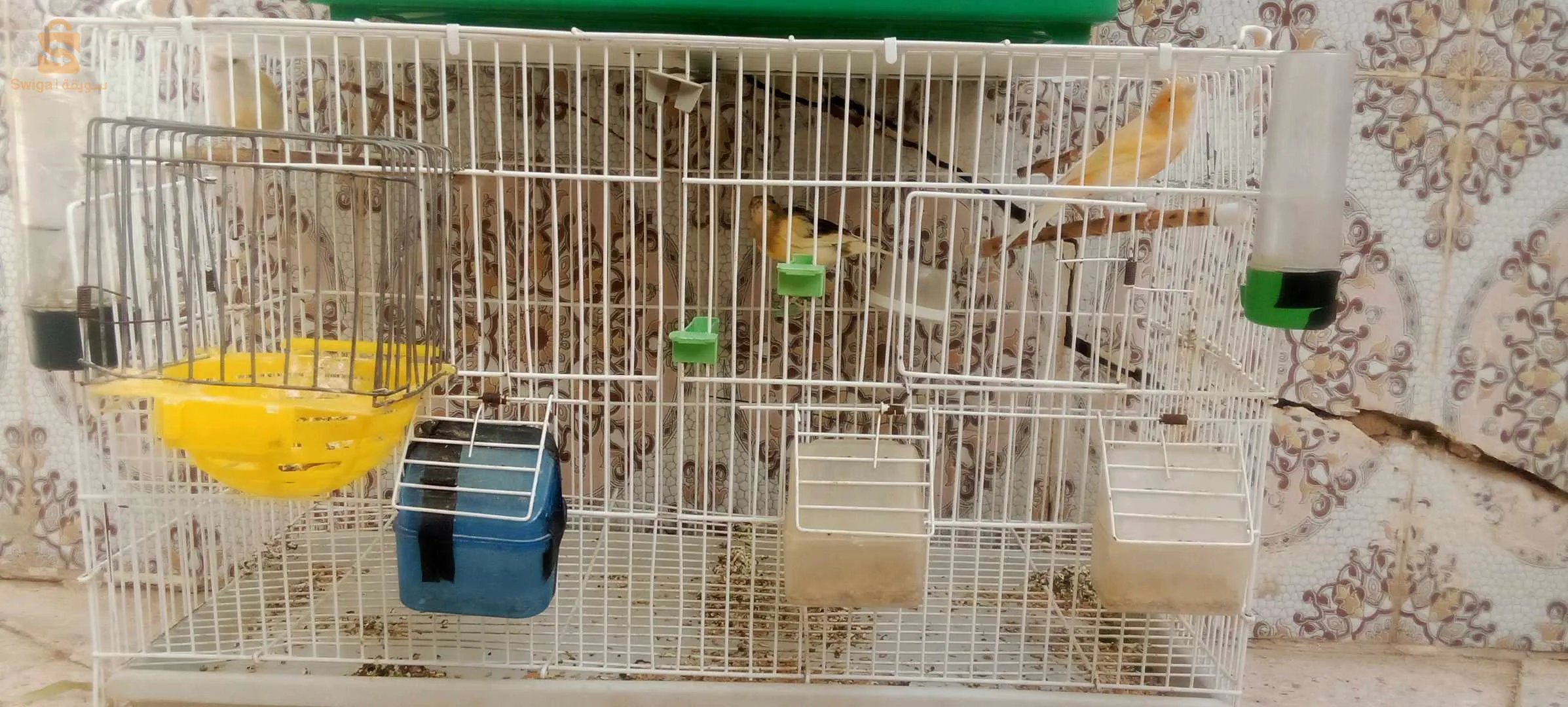Canaris à vendre, 2 canaris Gloster, 2 canaris à crête, 2 canaris, jaune
