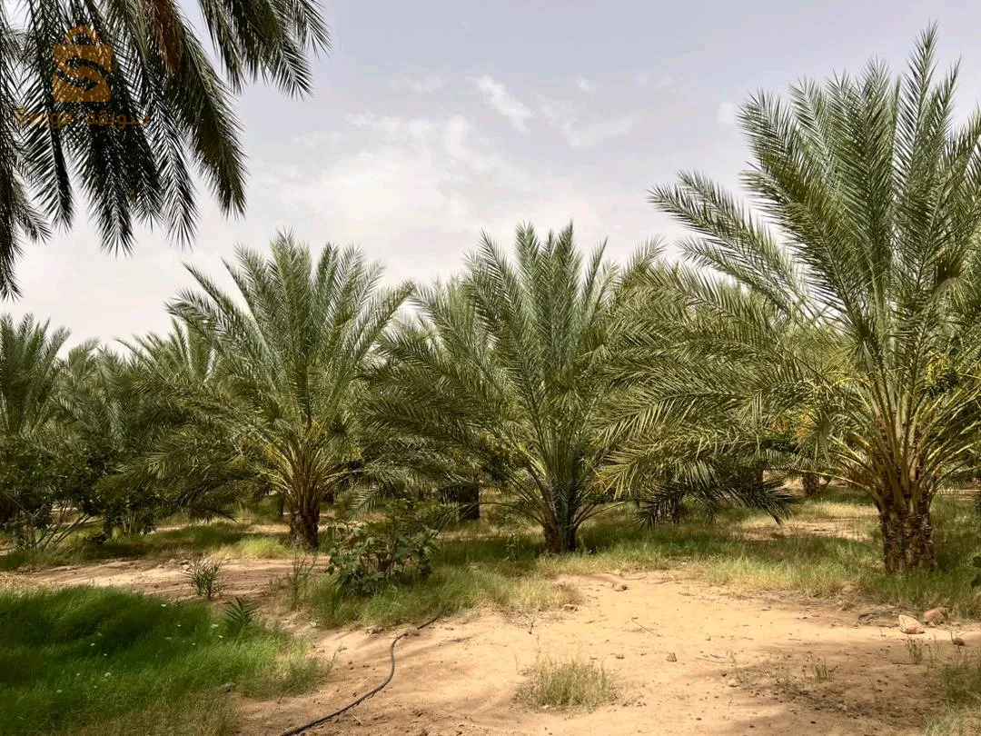 طولقة ولاية بسكرة