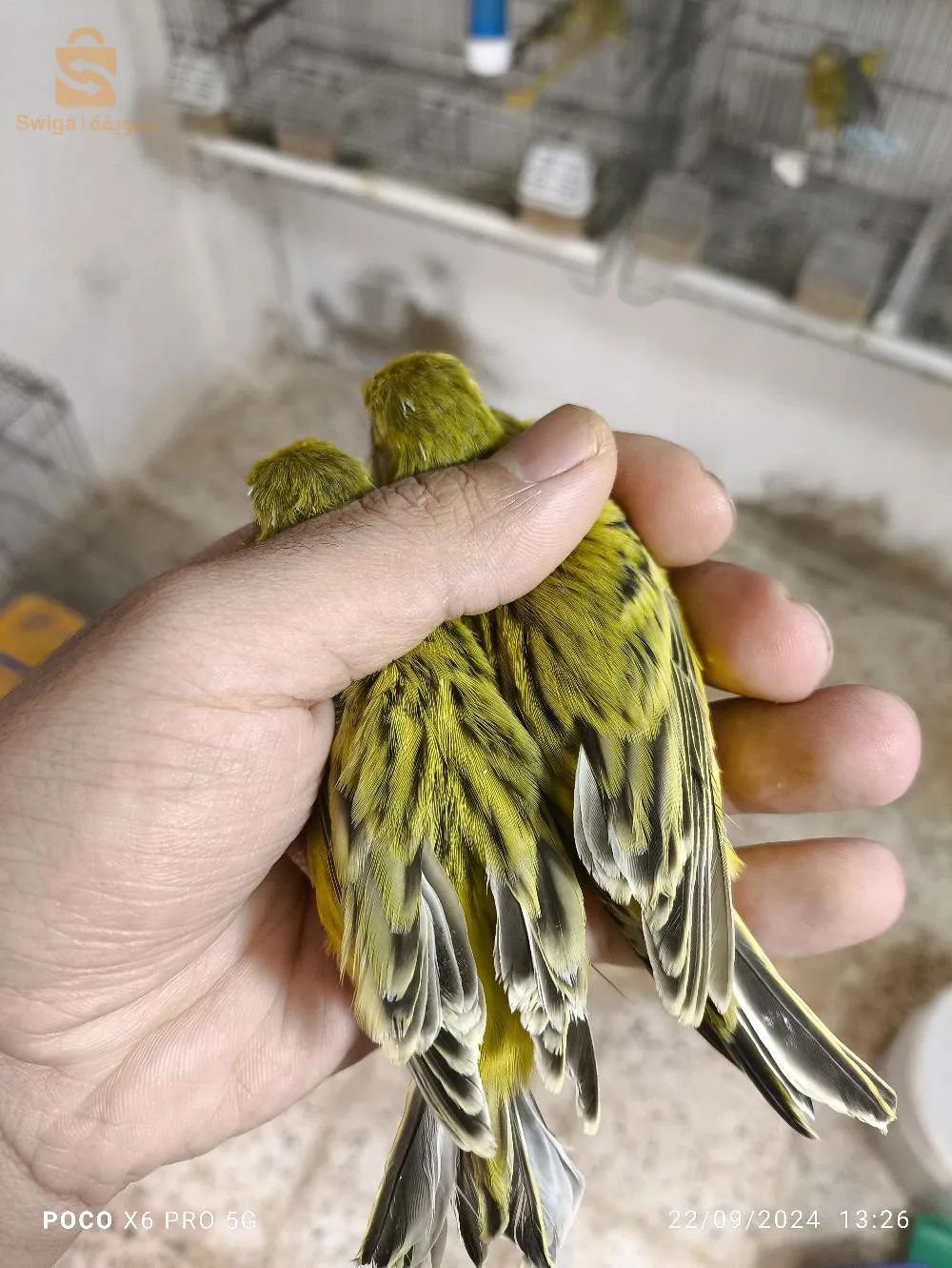 بسم الله 
متوفر طيور كناري للبيع
