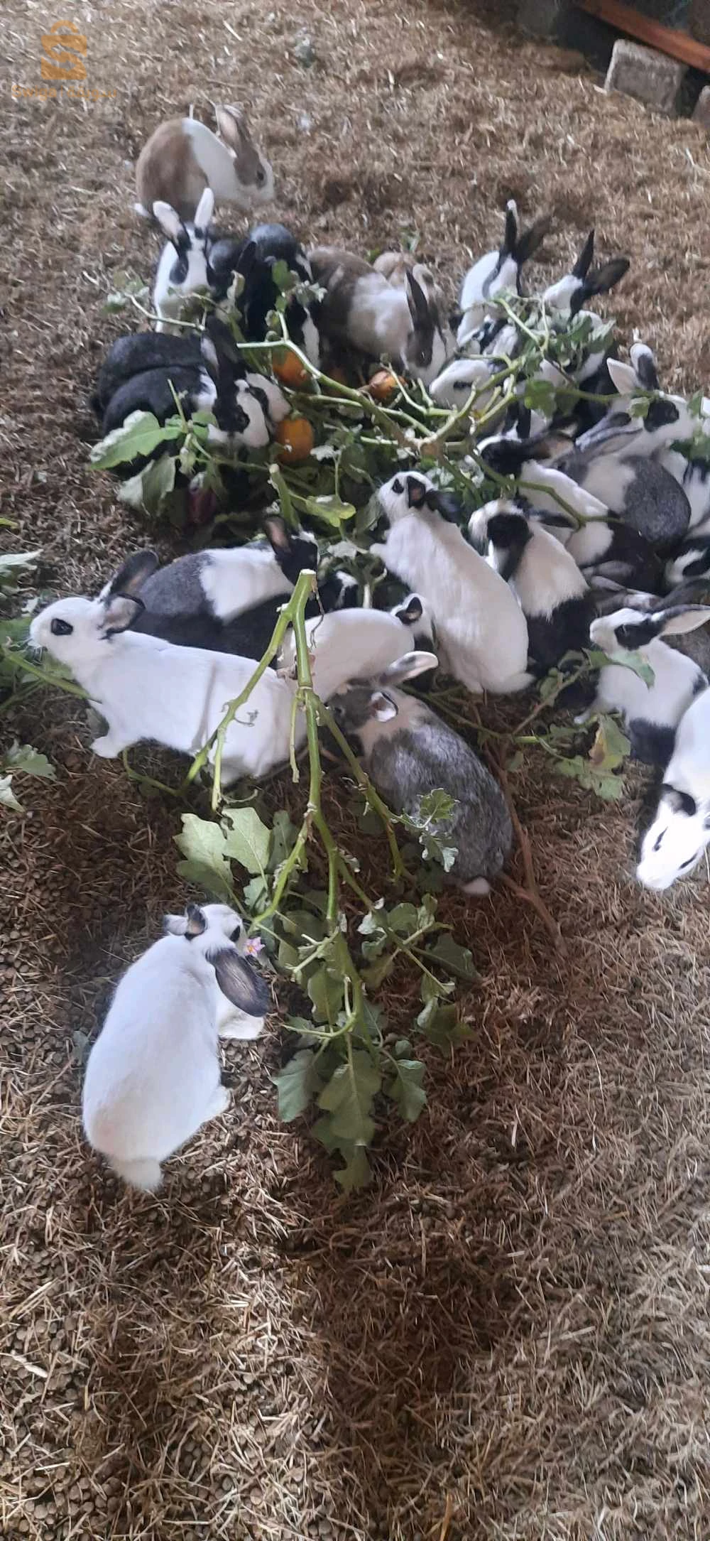 أرنب للبيع ولاية مستغانم بلدية عين تادلس