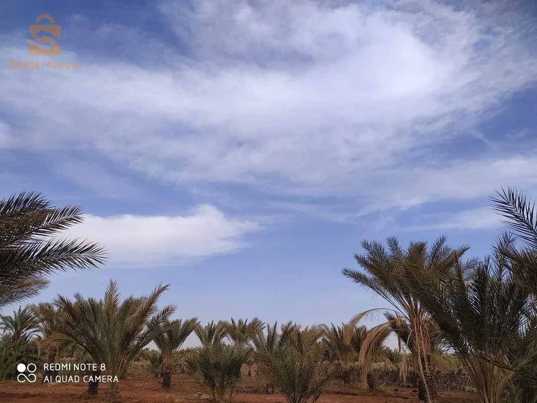 جنان نخيل