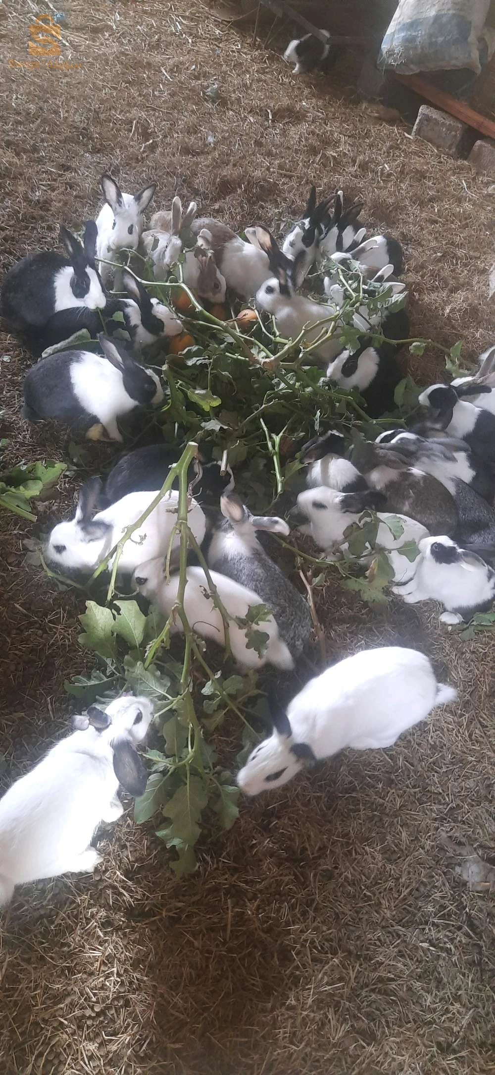 أرنب للبيع ولاية مستغانم بلدية عين تادلس