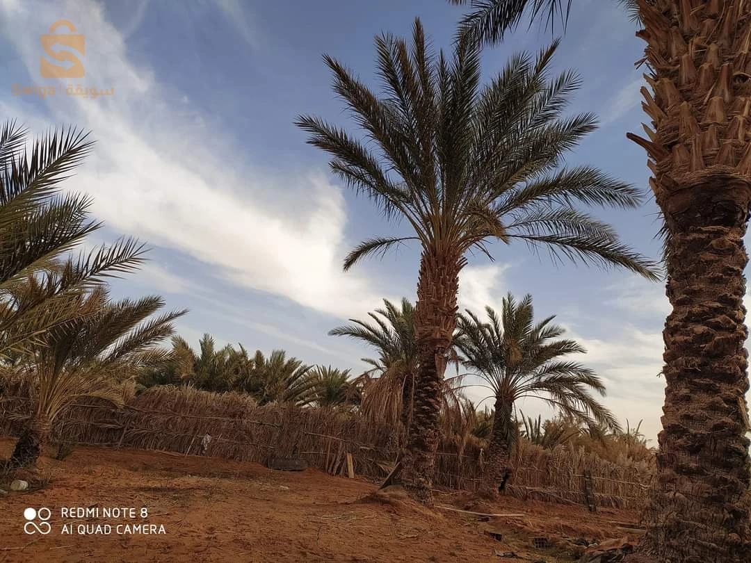 جنان نخيل