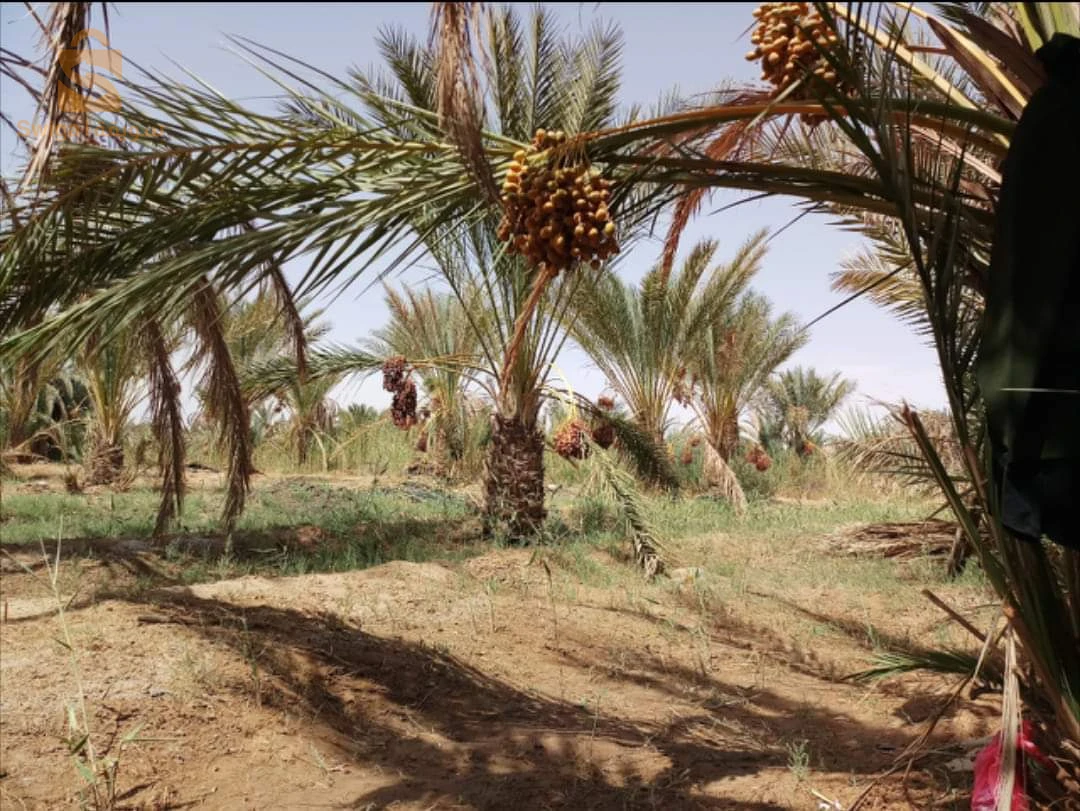 جنان نخيل