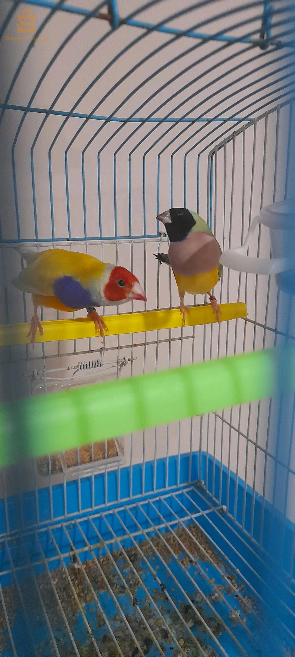 2كوبل قولدن فينش
