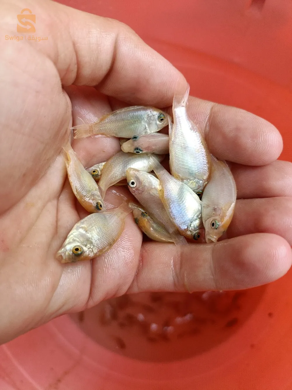 صغار أسماك البلطي الأحمر
