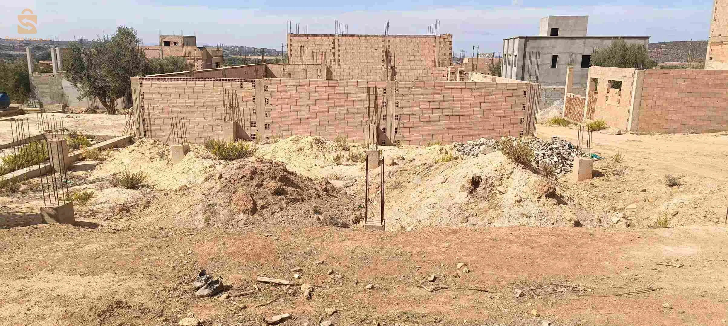 صفصاف سيدي عيسى