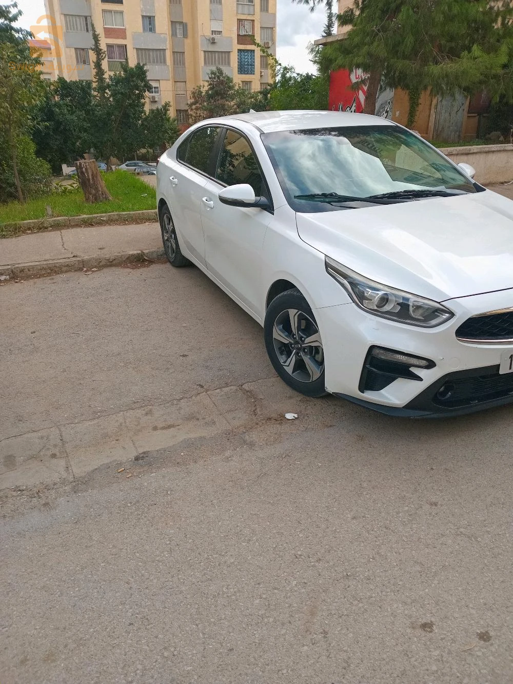 cerato