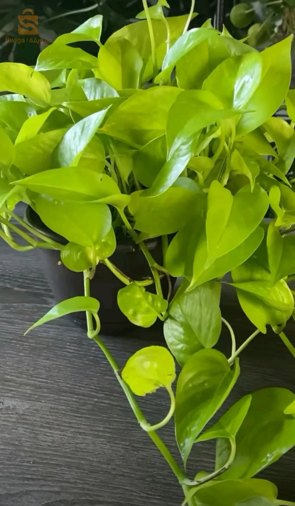solution de la chlorelle pour renforcer les plantes malades et faibles, meilleure pour leur multiplication et des feuilles vertes.