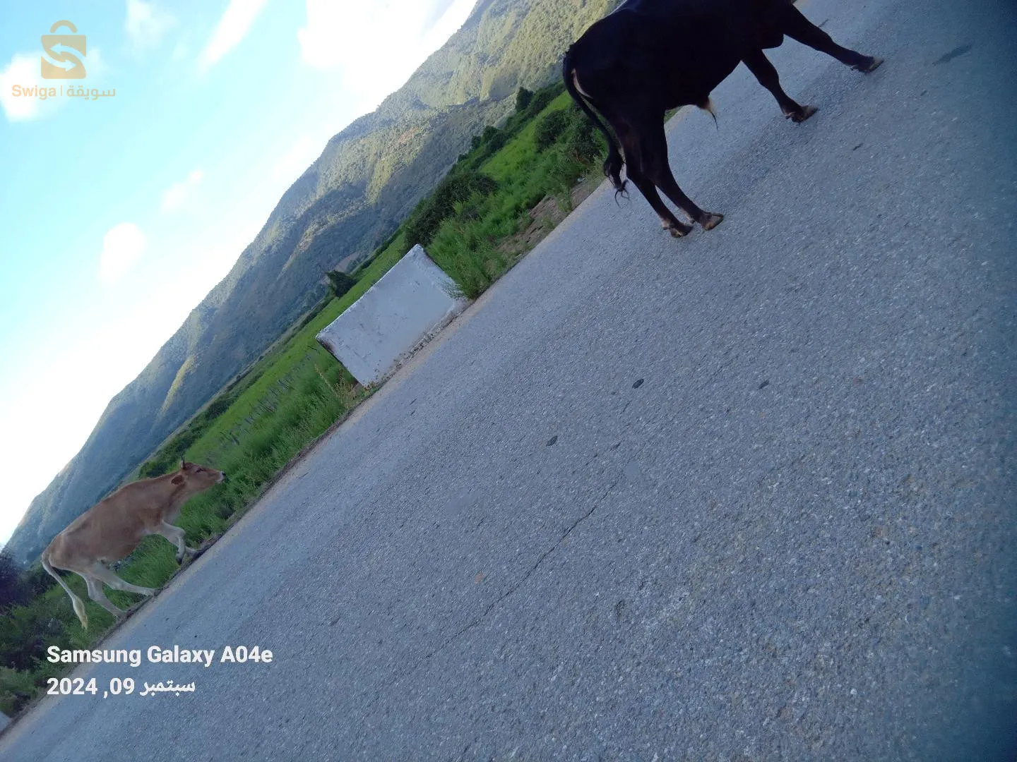 البع