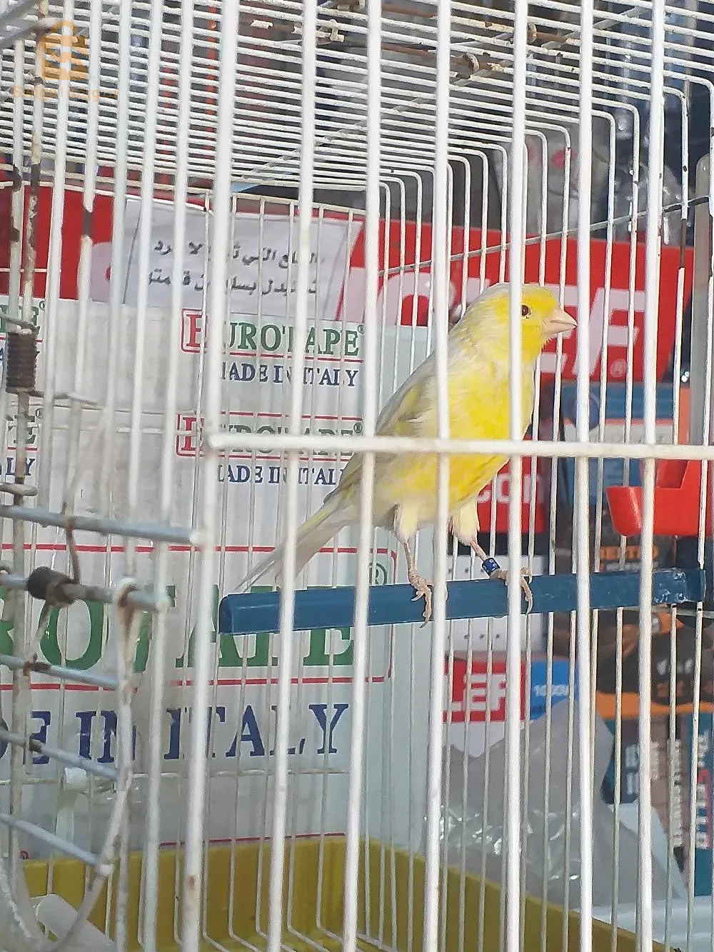 2فمال وحدة ساتيني باق 23 راها تفيني مبقالهاش وتوجد وفمال بيسكوي واجدة حط كوبلي حبات نظاف ماشاء الله