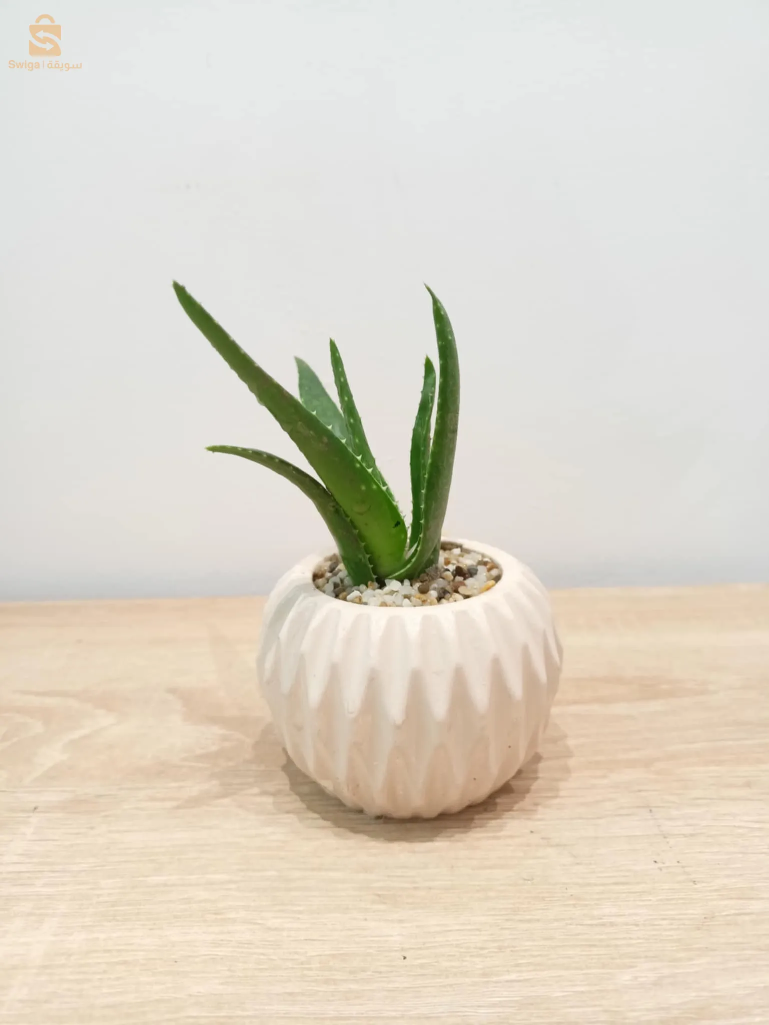 Plante naturale décoration 🌿