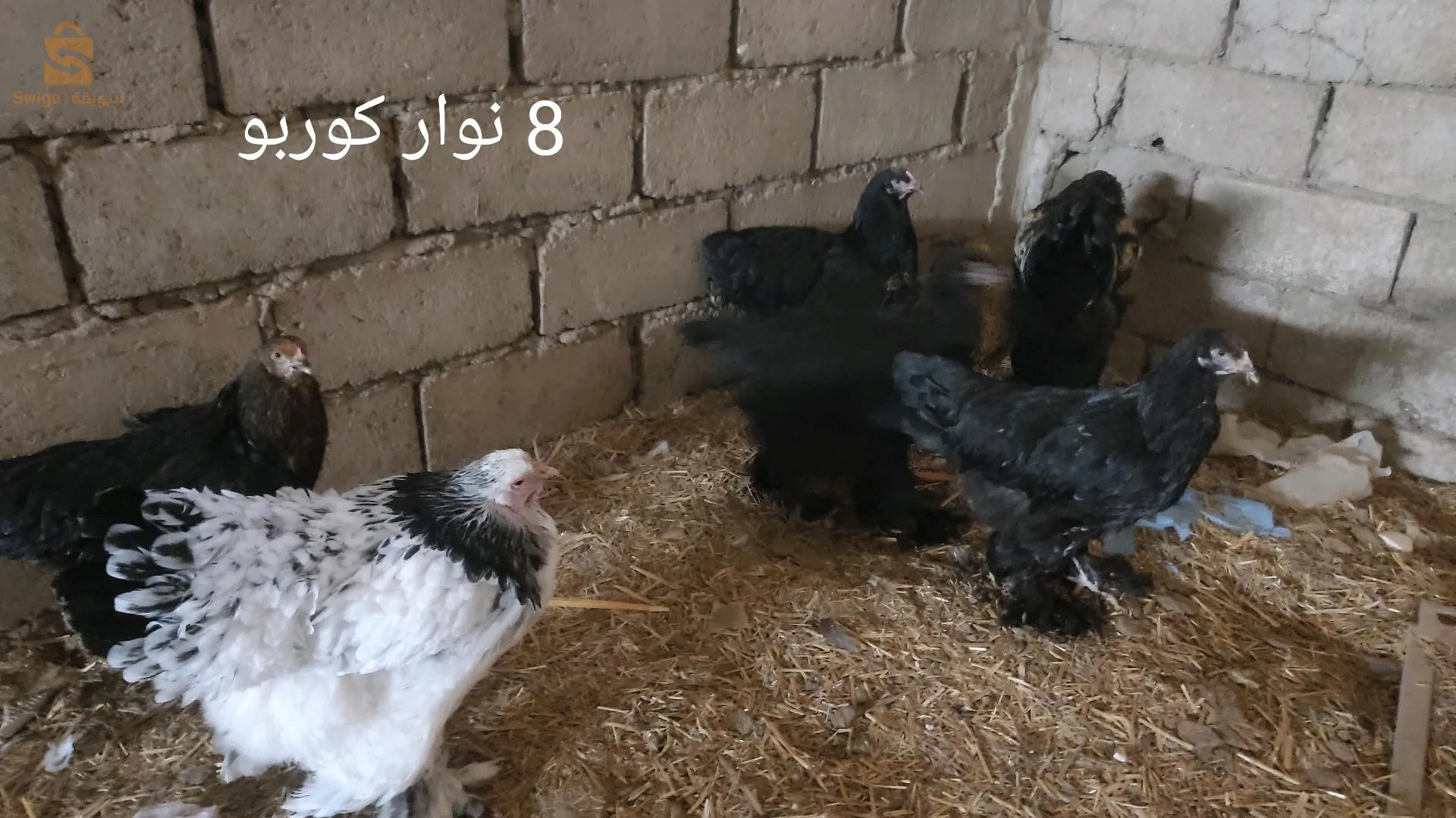 دجاج براهما للبيع بسعر مغري جدا
