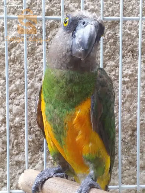 أنثى ببغاء السنڤالي