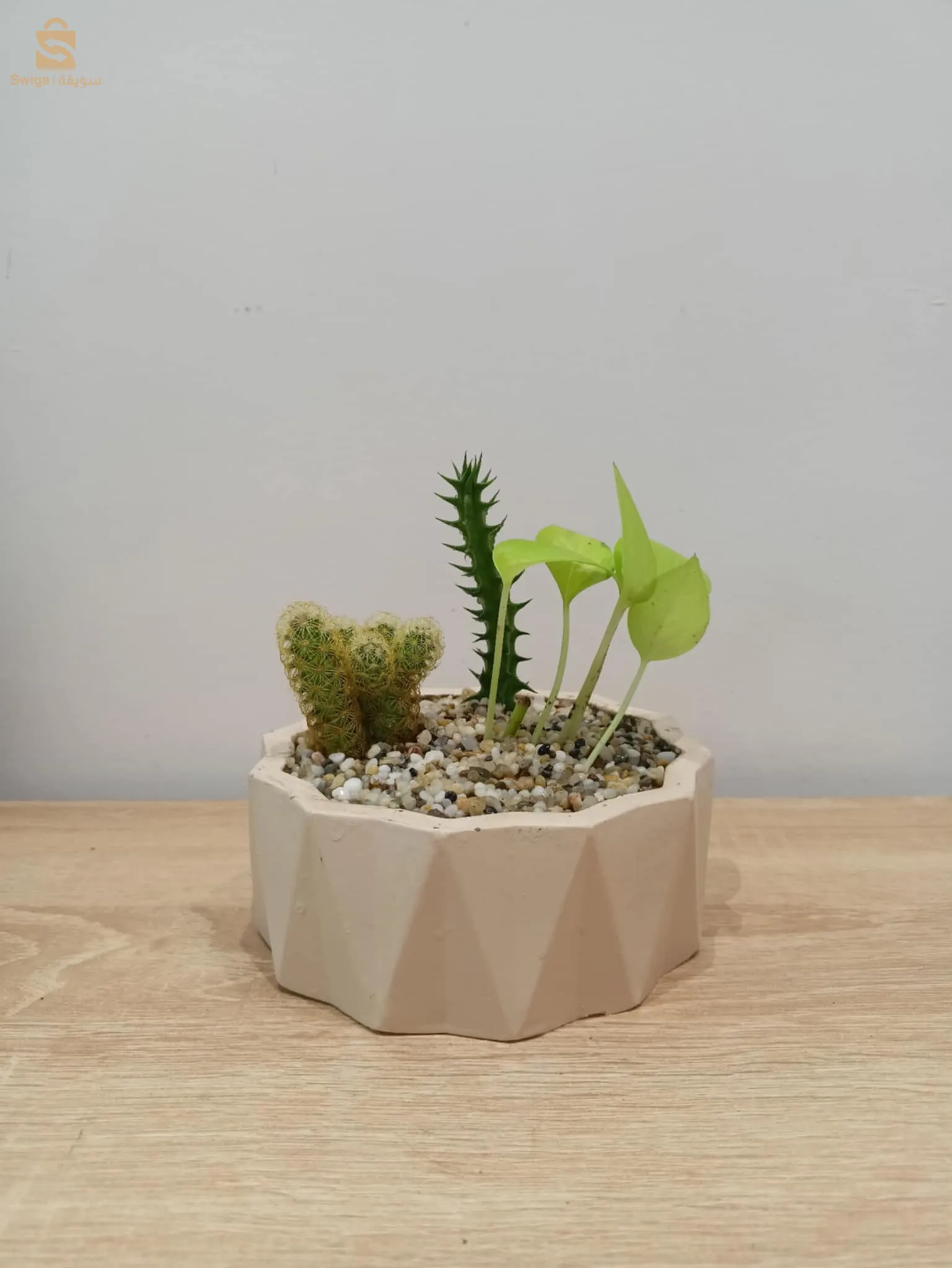 Plante naturale décoration 🌿