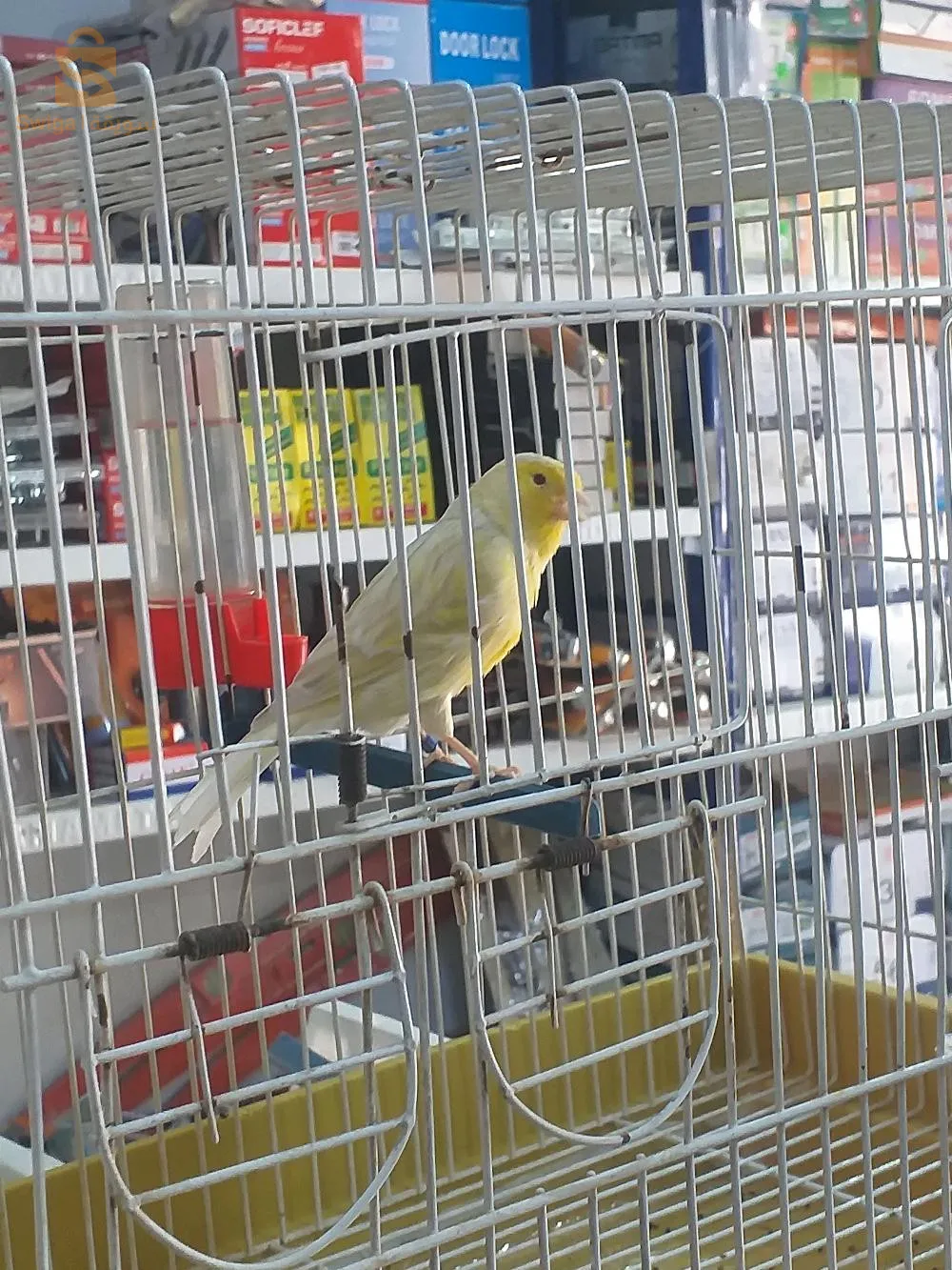 2فمال وحدة ساتيني باق 23 راها تفيني مبقالهاش وتوجد وفمال بيسكوي واجدة حط كوبلي حبات نظاف ماشاء الله