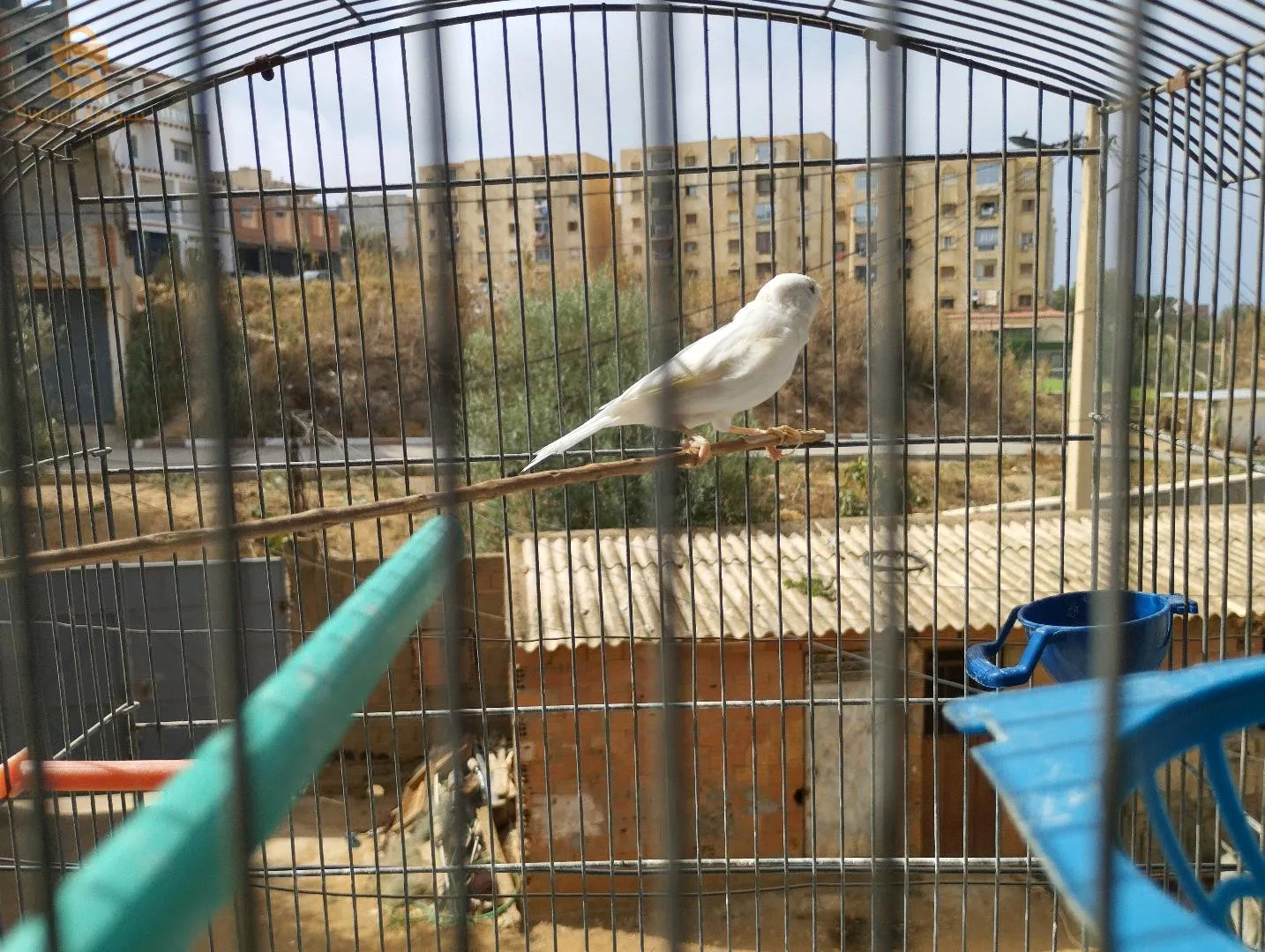 كانري