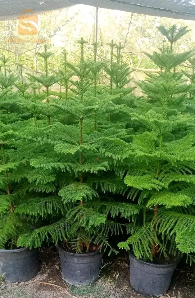 مرحبا  👋 بكم