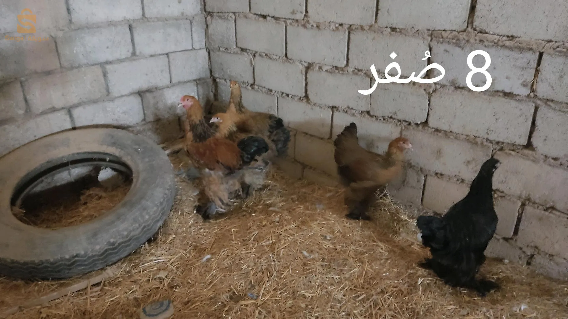 دجاج براهما للبيع بسعر مغري جدا