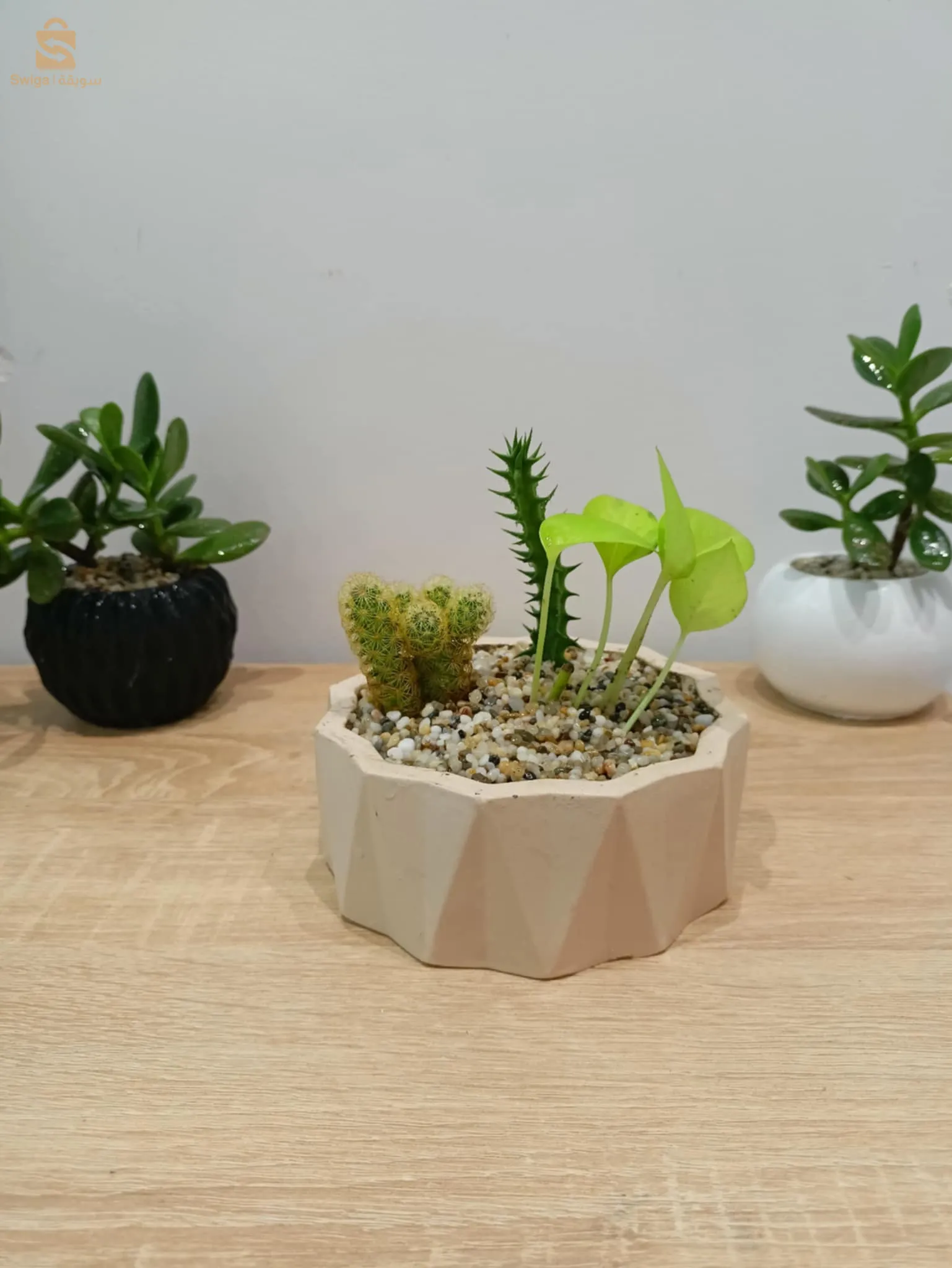 Plante naturale décoration 🌿