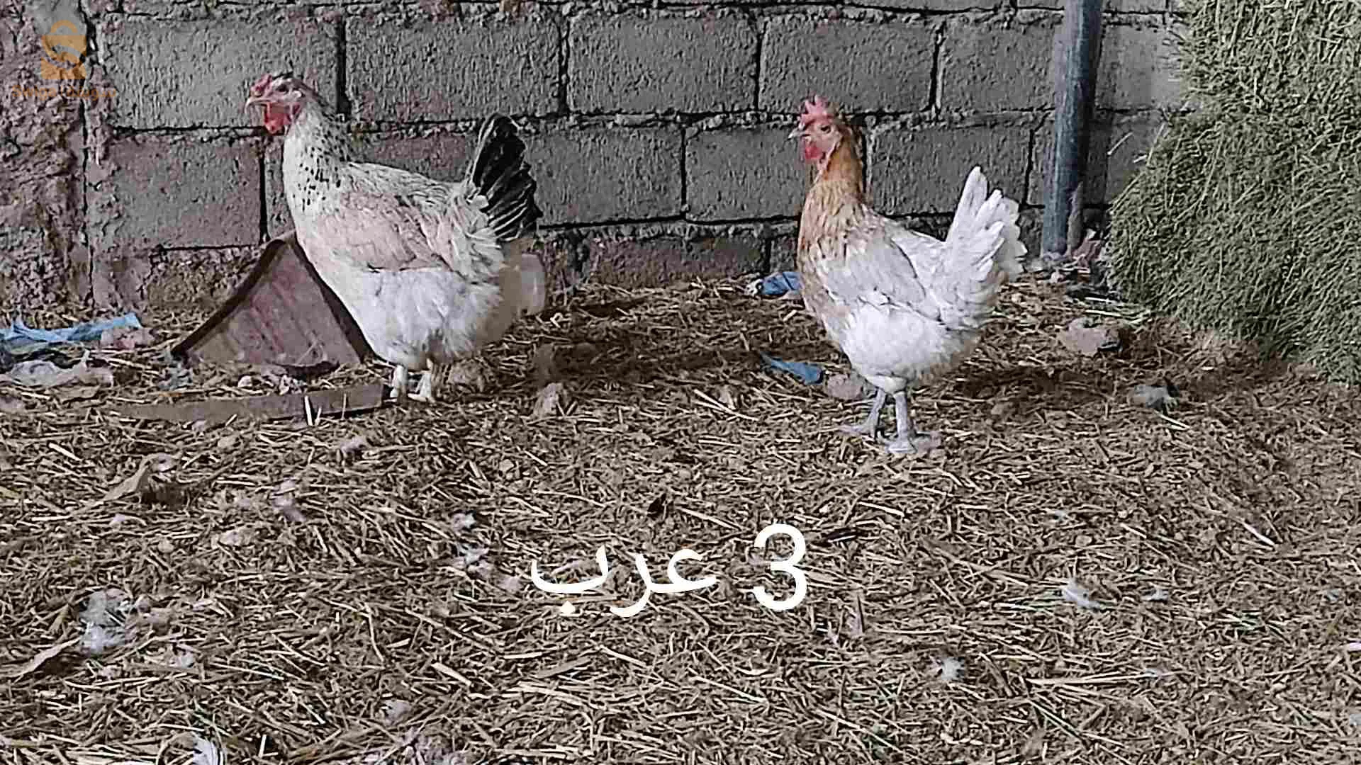 دجاج براهما للبيع بسعر مغري جدا