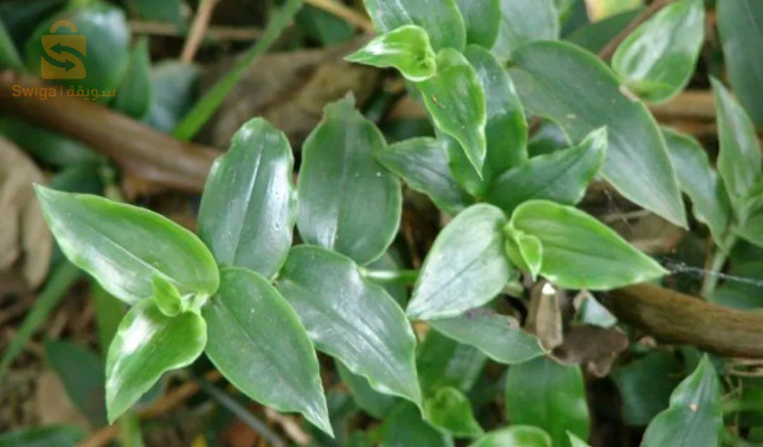 solution de la chlorelle pour renforcer les plantes malades et faibles, meilleure pour leur multiplication et des feuilles vertes.