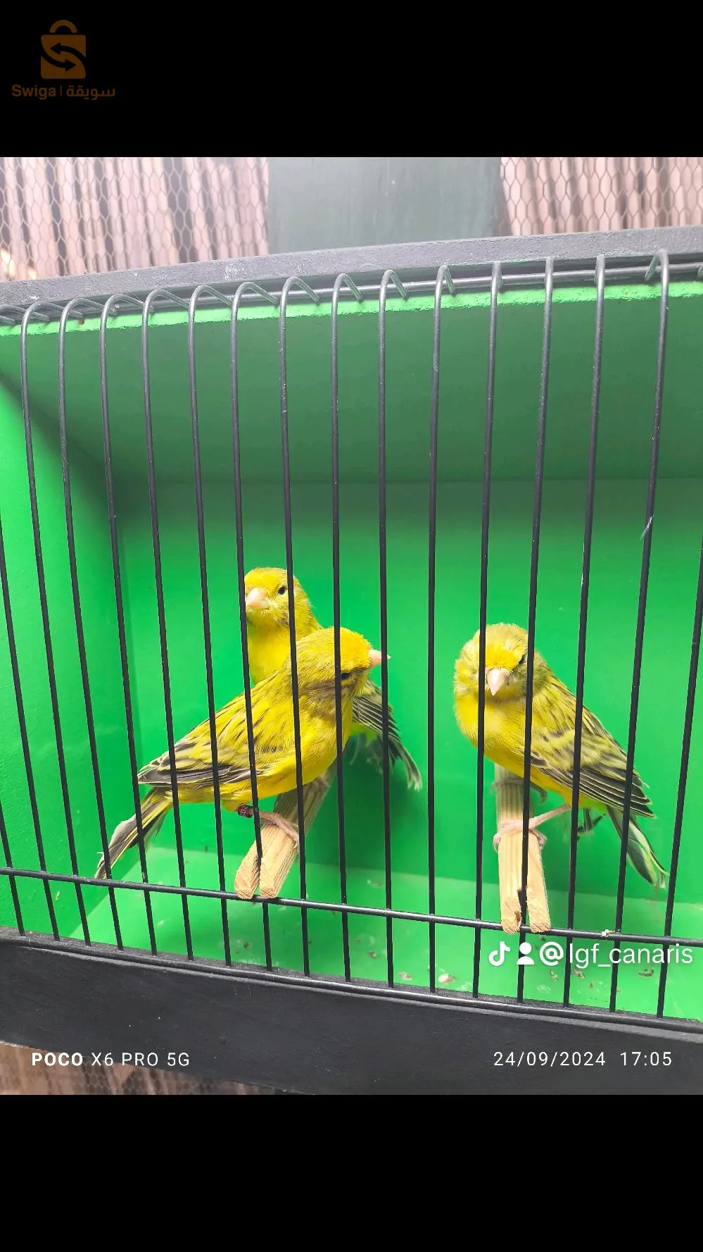 بسم الله 
متوفر طيور كناري للبيع