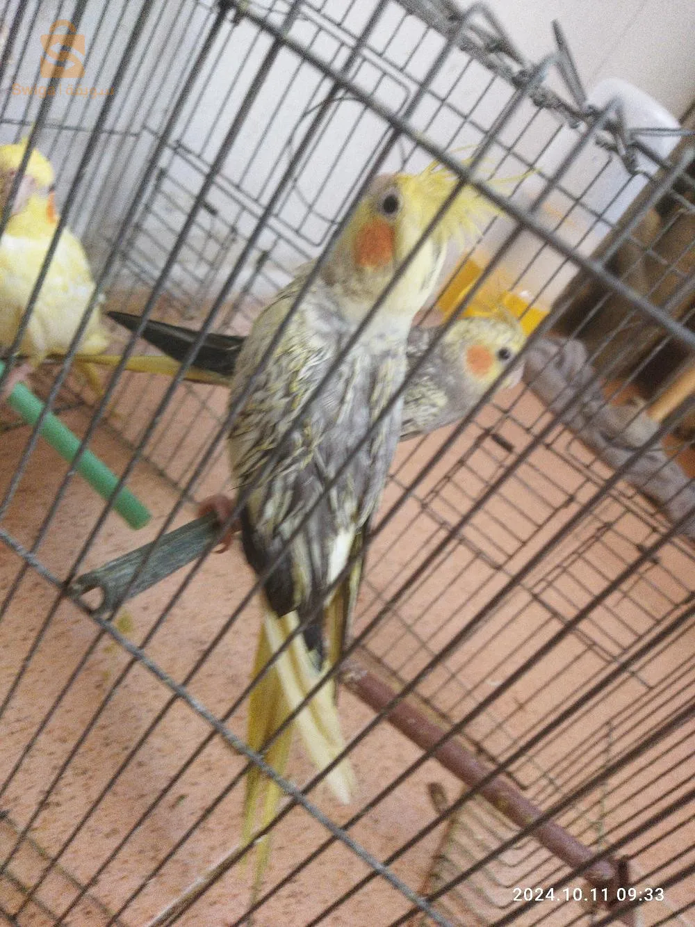 jeune cocktail plus de 6 mois