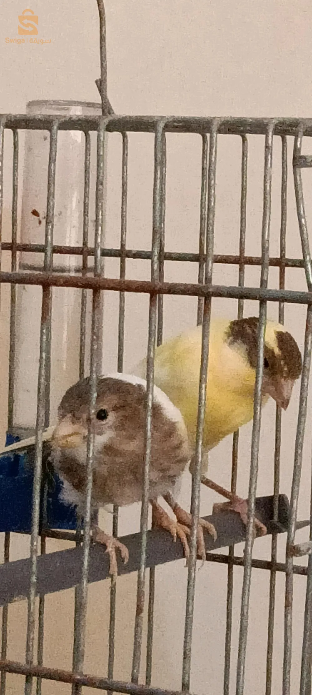 كناري للبيع