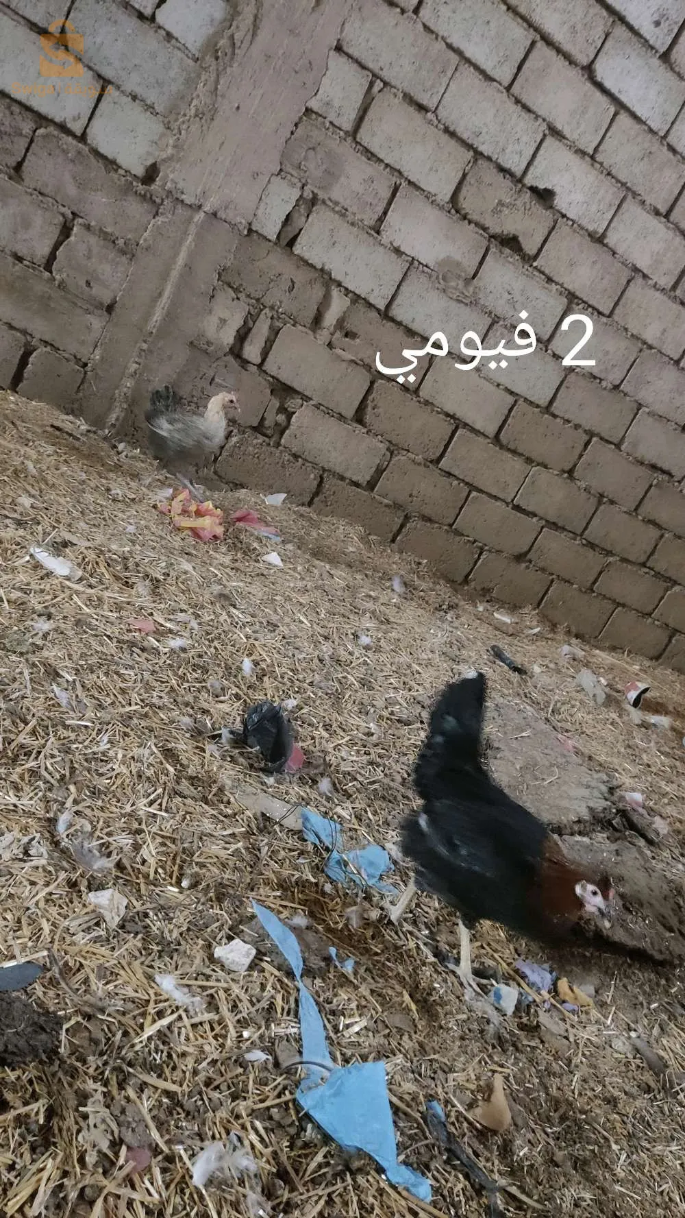 دجاج براهما للبيع بسعر مغري جدا