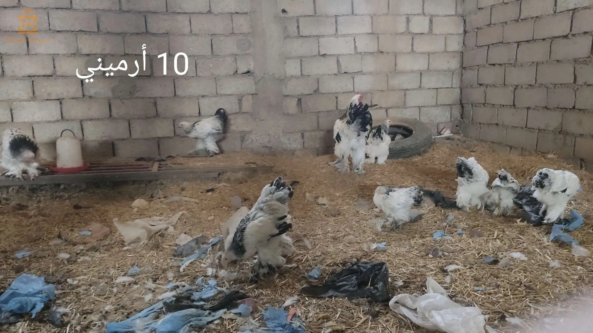دجاج براهما للبيع بسعر مغري جدا