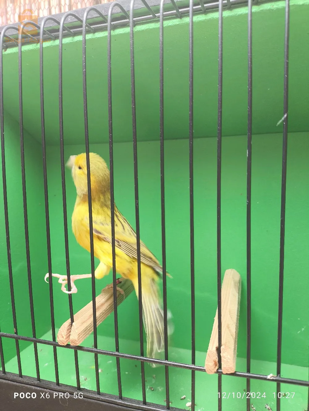 كناري أڨات جون انتونسيف