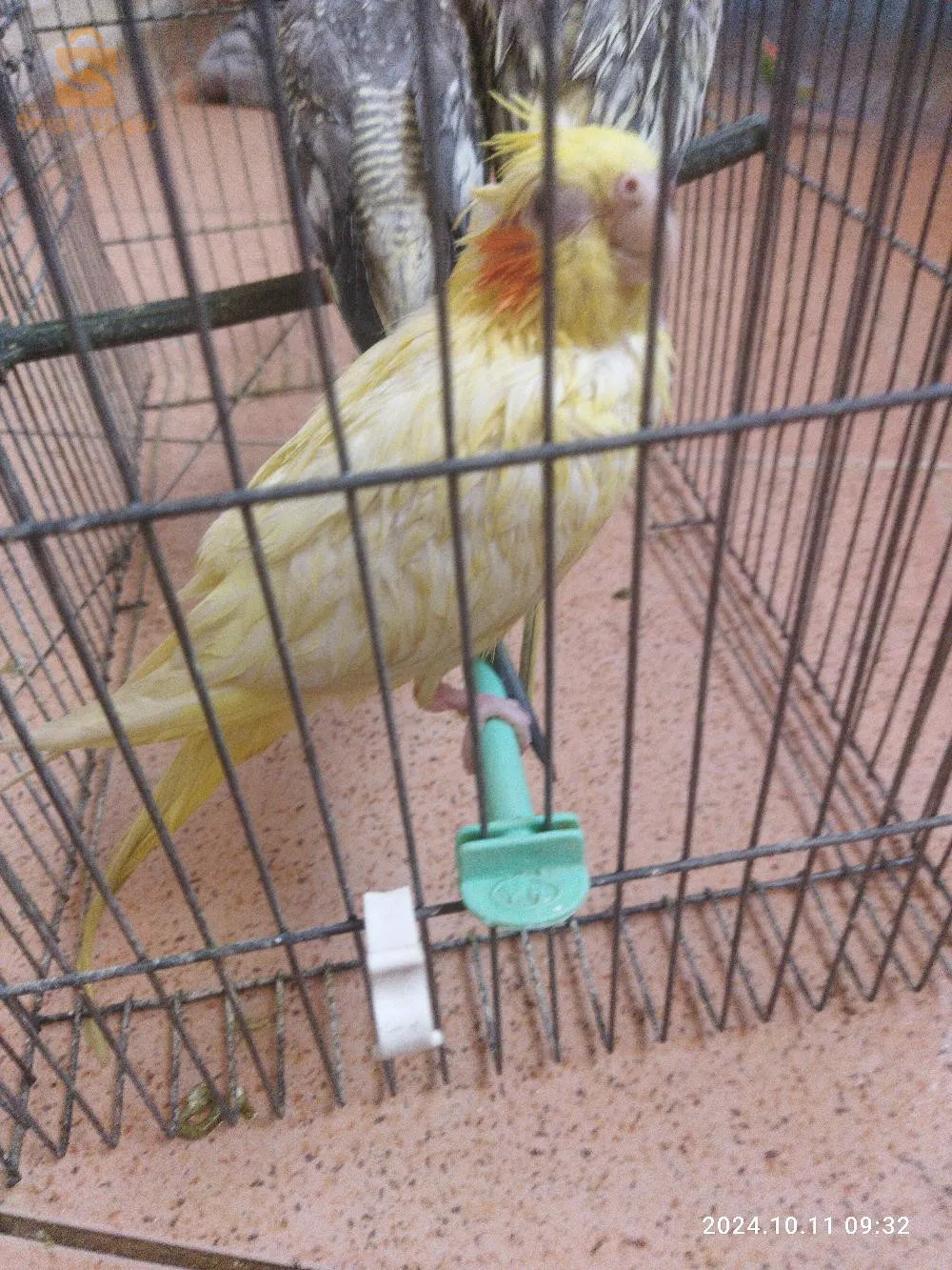 jeune cocktail plus de 6 mois