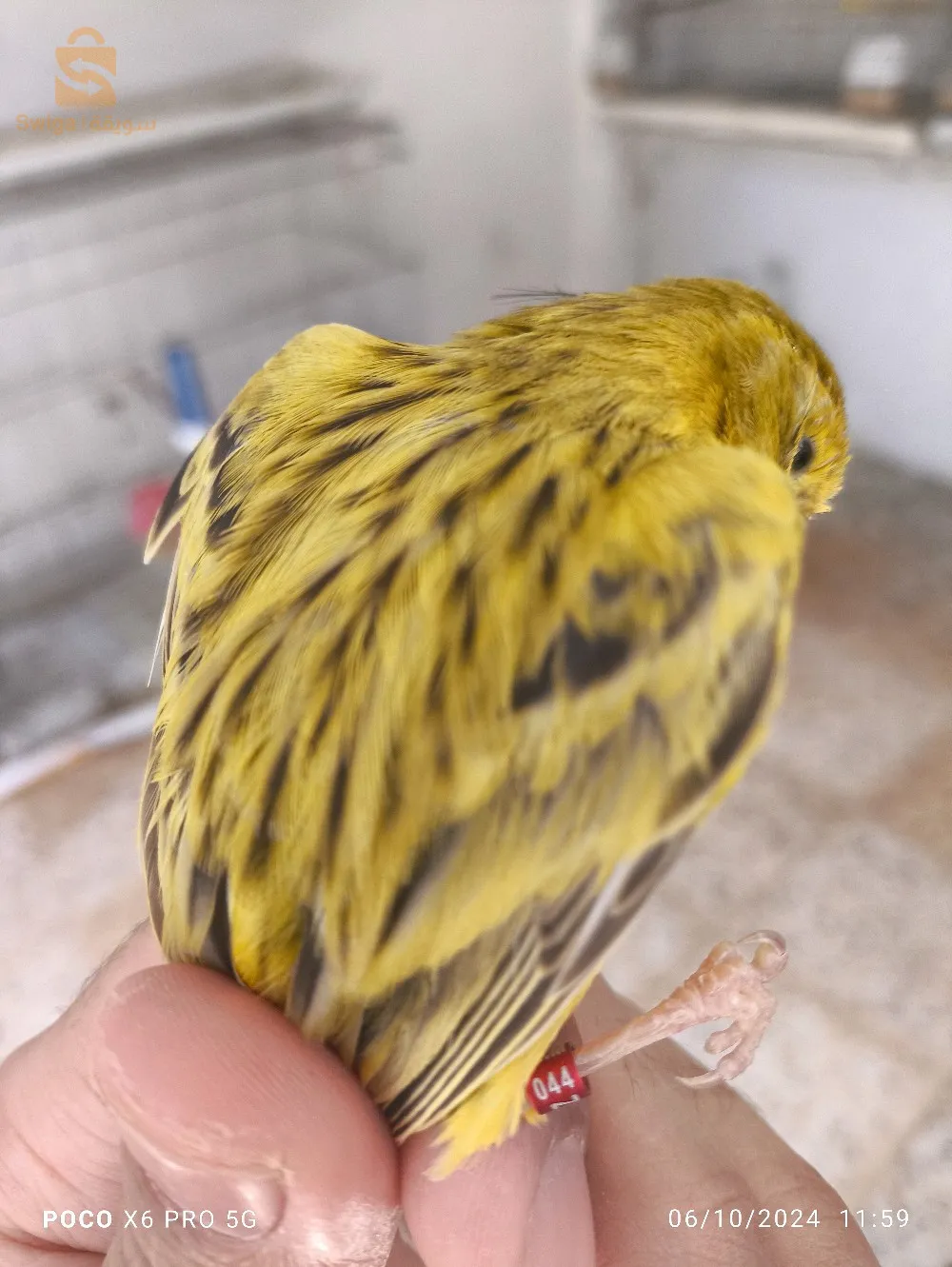 بسم الله 
متوفر طيور كناري للبيع