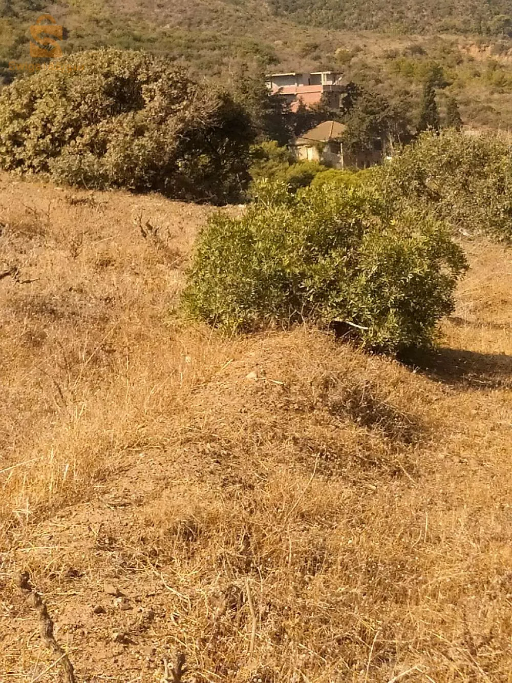 حي البلح تيبازة