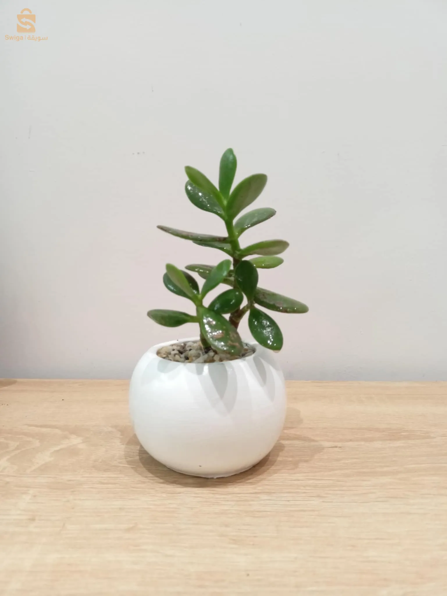 Plante naturale décoration 🌿