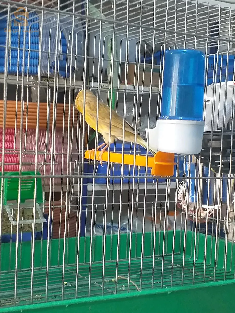 2فمال وحدة ساتيني باق 23 راها تفيني مبقالهاش وتوجد وفمال بيسكوي واجدة حط كوبلي حبات نظاف ماشاء الله