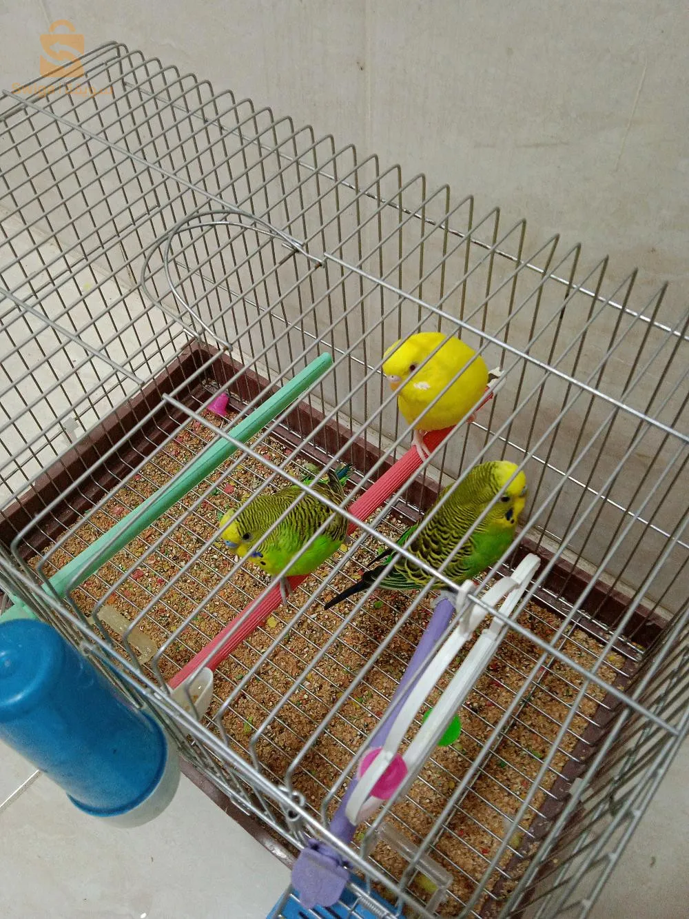 تواصل مسنجر30الف للواحدANAS BLRX