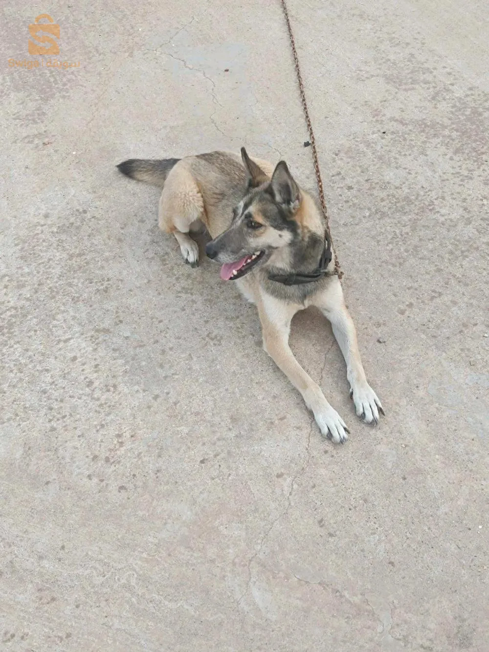 برج الكيفان