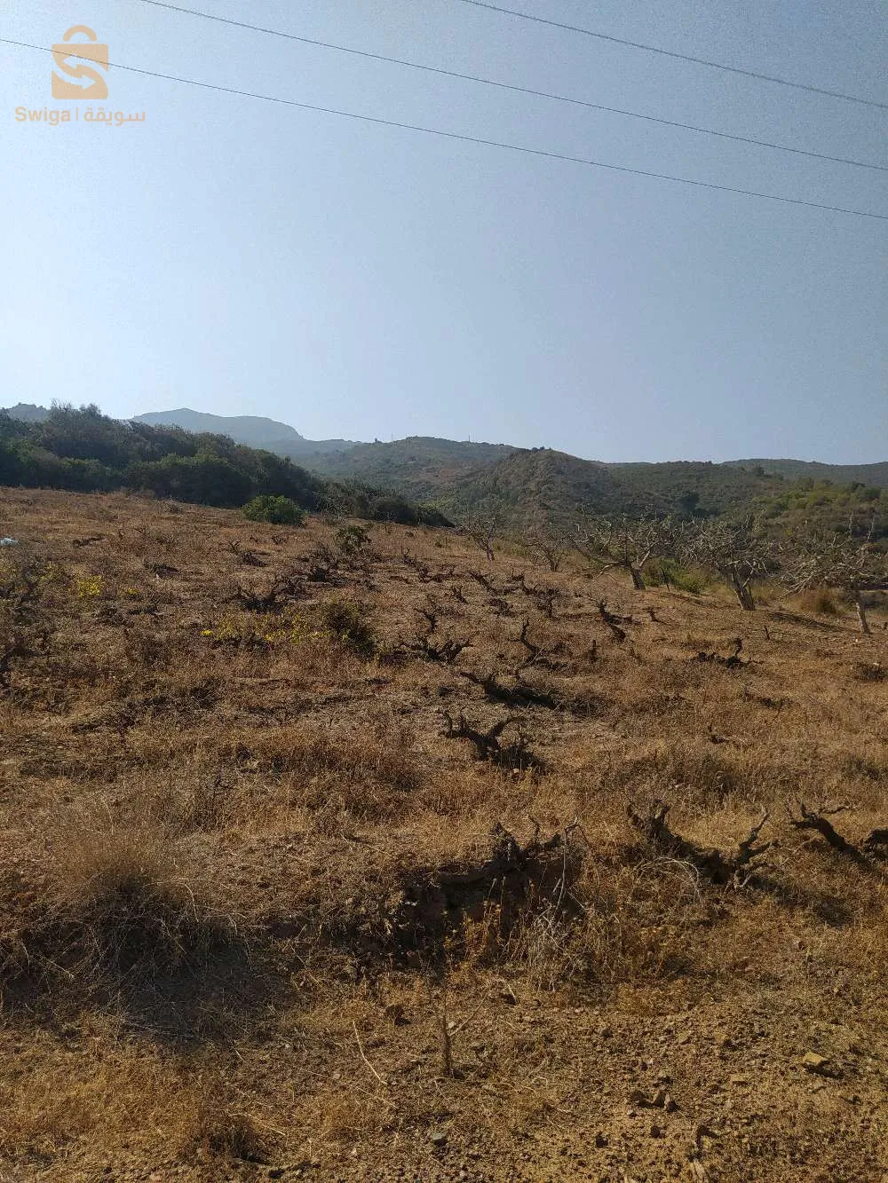 حي البلح تيبازة