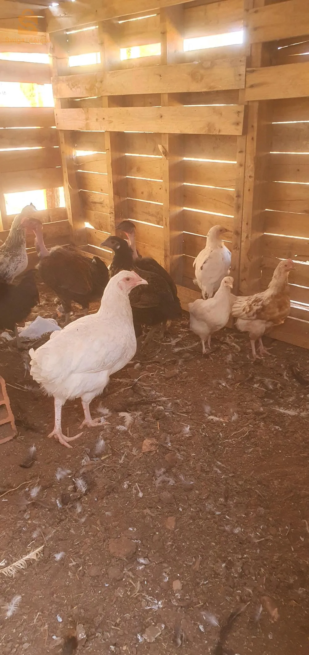 poulet